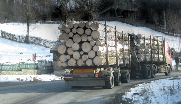 Ministrul Mediului a prezentat dezastrul din pădurile autohtone