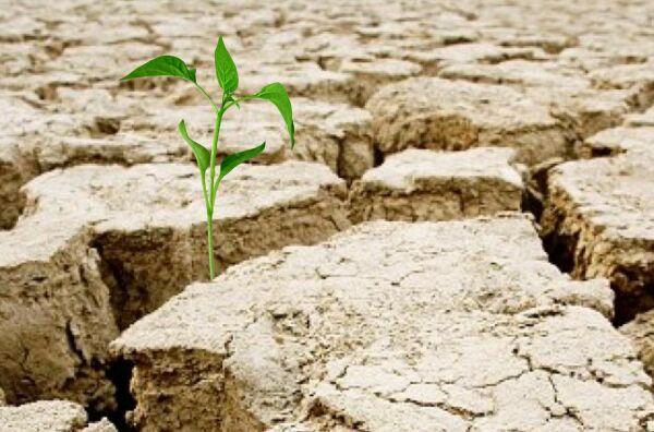 Fermierii din Buzău estimează pierderi în agricultură din cauza secetei