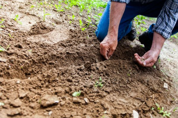 Fermierii ar putea primi un ajutor de minimis de 39,47 milioane euro