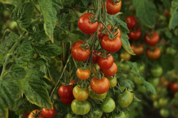 Programul "Tomata" a adus la Buzău subvenţii de 25 milioane lei