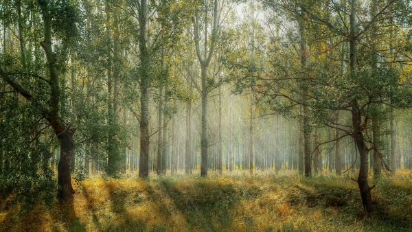 Milioane de arbori au prins rădăcini în ultima lună