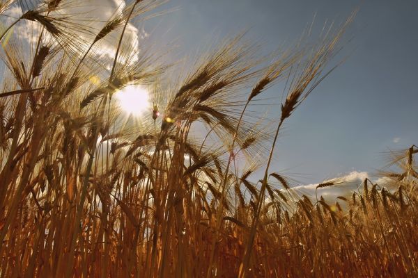 "Pierderea medie a producţiei pe ţară la culturile de toamnă e mai mare cu 30% decât într-un an normal"