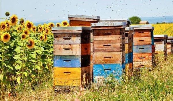 ''Producţia de miere va fi compromisă în acest an''