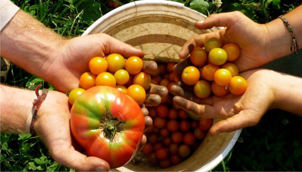 25% din suprafaţa agricolă, destinată agriculturii ecologice