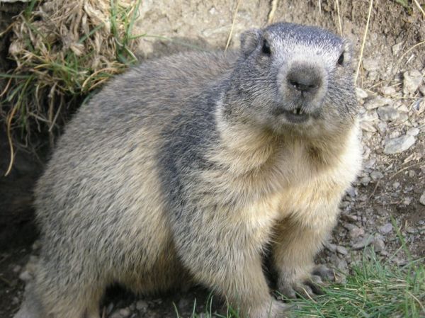 Rusia ia măsuri împotriva vânătorii de marmote, după ce China şi Mongolia au raportat posibile cazuri de ciumă bubonică