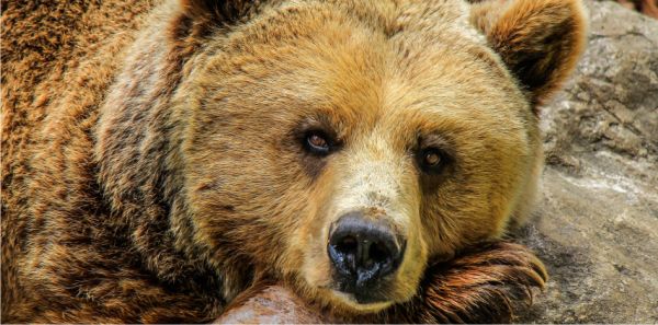 Blana ursului fără pădure: amendarea "hrănitorilor"