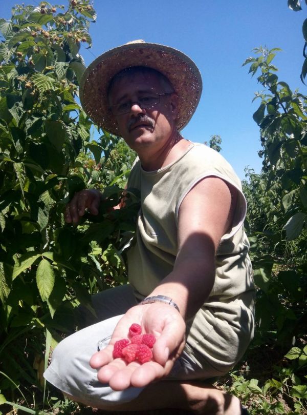 Buzău: Producţie record de mure şi agrişe cultivate în premieră