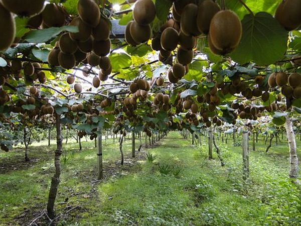 România are teren favorabil pentru cultivarea de kiwi şi banane