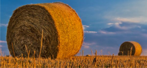 Holde Agri Invest devine investitor strategic în Agrocity