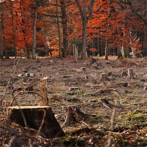 1100 de dosare penale - insuficiente pentru a-i potoli pe hoţii de lemne