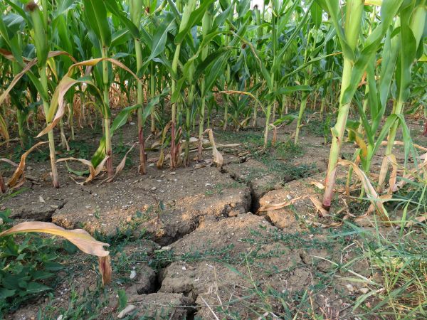 850 milioane lei - despăgubiri pentru fermierii afectaţi de secetă
