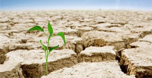 Seceta a împărţit Buzăul în trei zone. Deficitul de apă din sol a ajuns şi la 80%