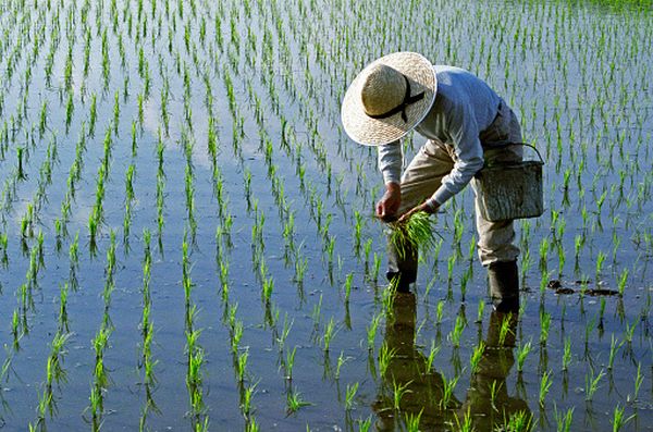 40% dintre speciile de plante şi ciuperci ale lumii sunt pe cale de dispariţie