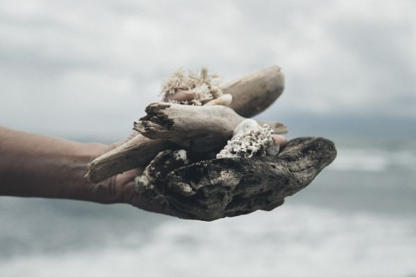 Miile de vieţuitoare marine găsite moarte în peninsula Kamceatka, victime ale microalgelor 