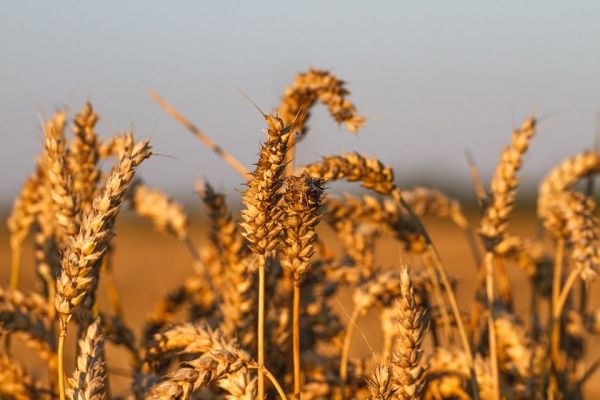 Investiţiile în materii prime, de preferat sectorului imobiliar
