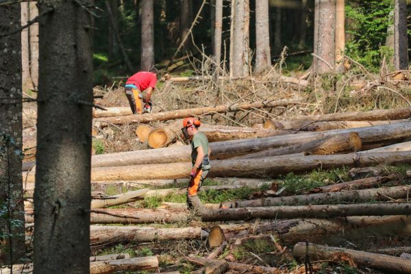 Defrişări record pentru ultimul deceniu
