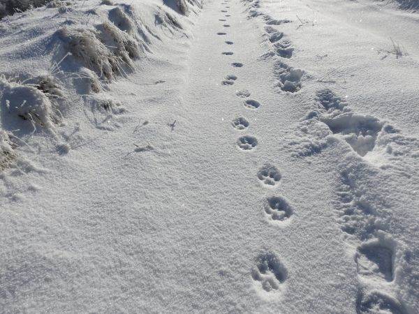 Un observator pentru lupi a fost amenajat în Parcul Natural Putna din Munţii Vrancei