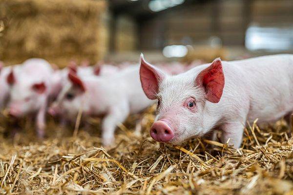 Unul dintre cei mai mari producători de carne de porc, pus pe butuci de pesta porcină