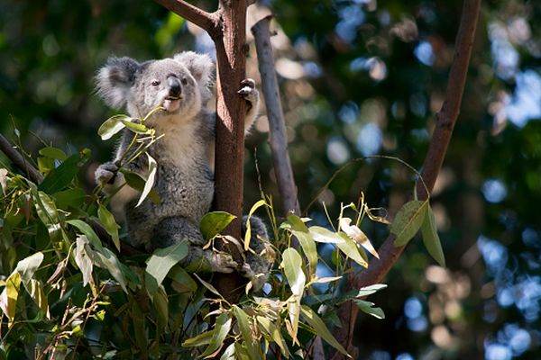 Australia va efectua un recensământ al populaţiei de koala 