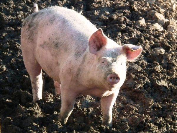ANSVSA a sesizat DNA în legătură cu al doilea mare producător de carne de porc de pe piaţa locală