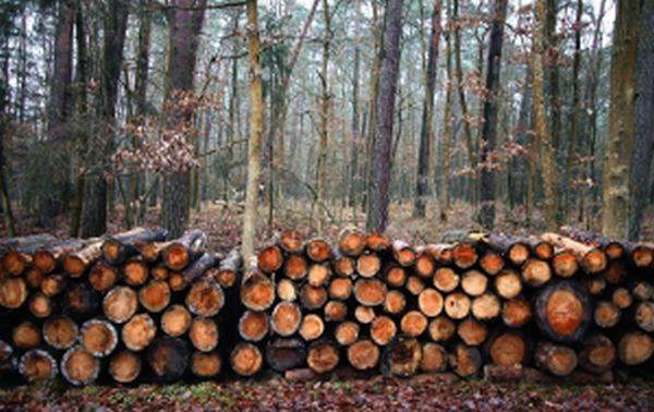 Arboricultorii au început tăierea stejarilor vechi de secole