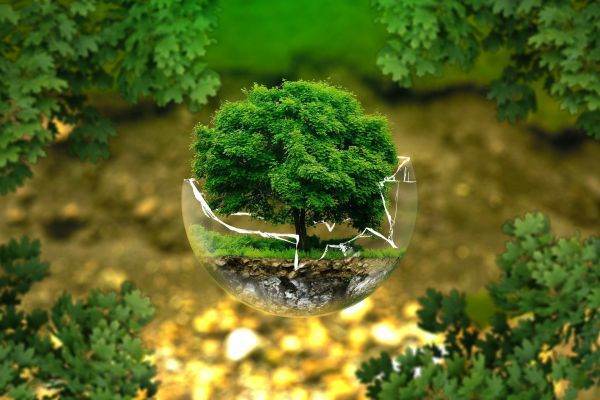  750 hectare de pădure sunt pregătite pentru regenerare
