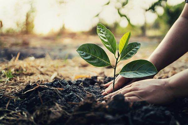 Acţiune de plantare de arbori organizată de Ziua internaţională a pădurilor 