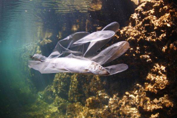 Cercetătorii au descoperit microplastic în ţesutul muscular al peştilor