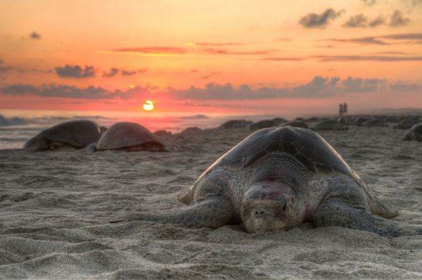 Un poliţist ecuadorian, arestat pentru trafic de ţestoase în Galapagos