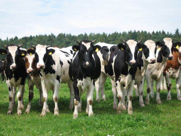 Producţia internă de lapte, în scădere