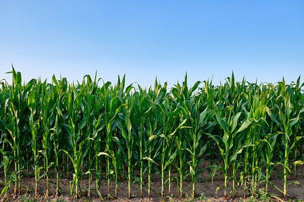 Peste 100.000 de hectare de teren arabil vor fi însămânţate, primăvara aceasta, cu porumb