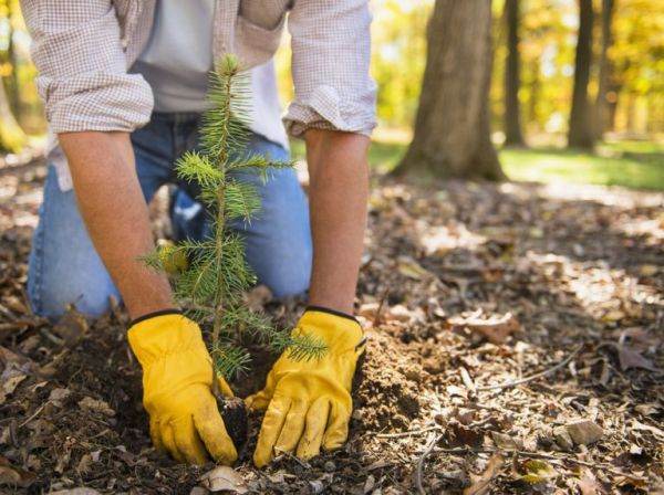 Delgaz Grid va reîmpăduri două hectare de teren în zona localităţii Putna