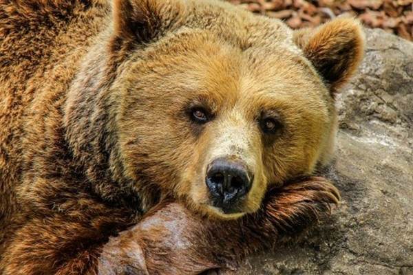 Cu suficienţi bani poţi cumpăra chiar şi cel mai mare urs brun din Europa