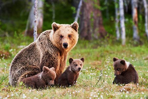 Cum pot fi ţinuţi urşii în pădure, cu bani puţini, şi de ce nu fac autorităţile nimic