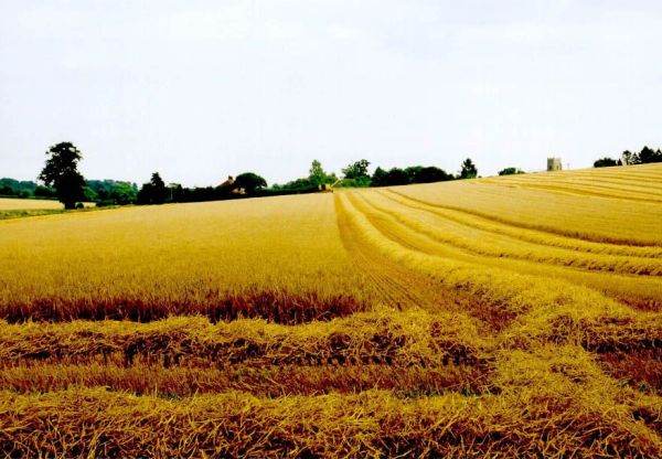 74% din terenurile agricole arabile vor fi deţinute de cetăţeni străini