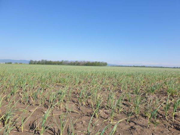 Buzăul, campion la suprafaţa cultivată cu usturoi