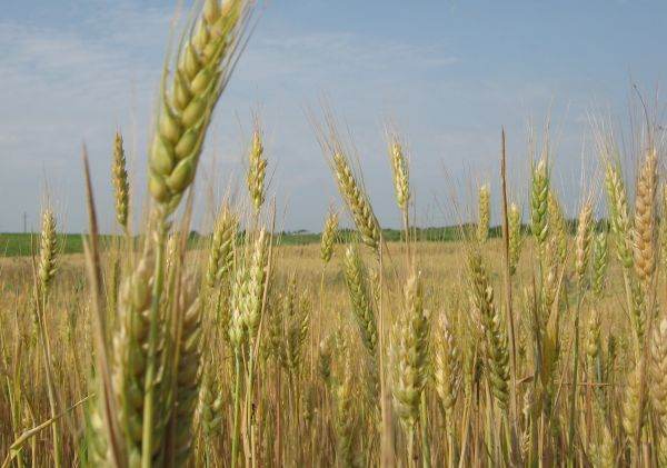 Agricultura de subzistenţă, o constantă a fermierilor din ţara noastră