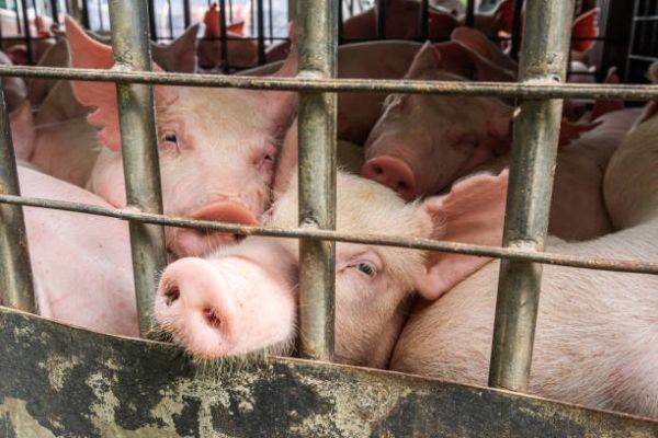 CE vrea să interzică cuştile pentru animalele din ferme