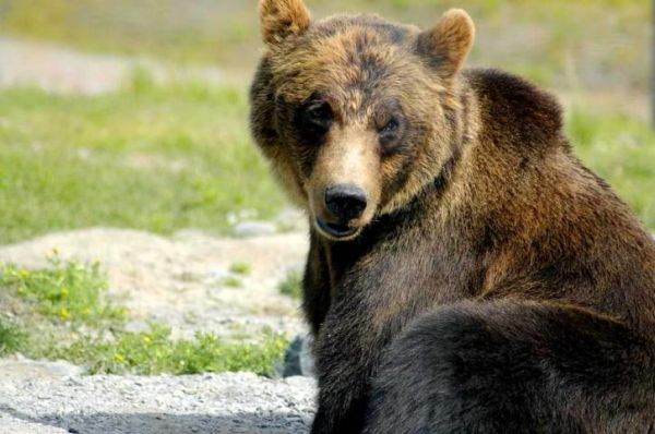 Guvernul pregăteşte vânarea urşilor periculoşi