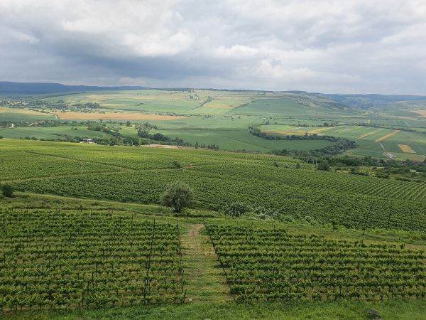 Vinurile din Transilvania împletesc istoria, povestea şi tradiţia