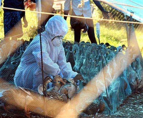 India raportează primul deces uman cauzat de gripa aviară