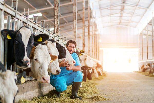 Cererile pentru susţinerea crescătorilor de bovine au termen de depunere marţi, 10 august