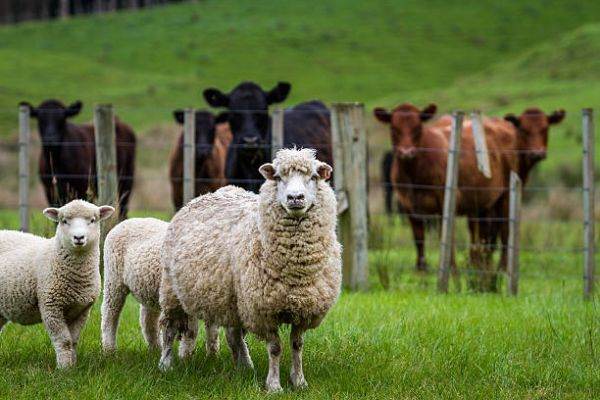 APIA achită peste 11,7 milioane de lei pentru 91 de solicitanţi din sectorul creşterii animalelor