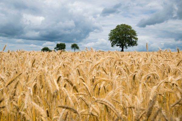 Investiţiile în exploataţiile agricole - cea mai accesată submăsură de către fermieri