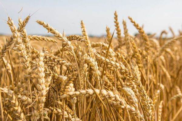 Rusia reia după cinci ani exporturile de grâu către Algeria