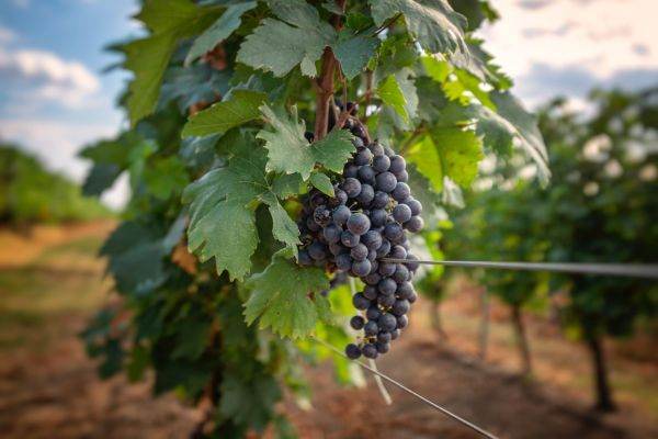 Tohani România anunţă o creştere cu peste 20% a producţiei de struguri de calitate superioară