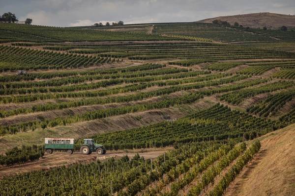 Producţia de struguri de calitate, în creştere cu 20% 