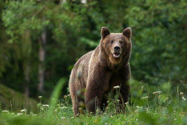 Ministrul Mediului aprobă împuşcarea a cinci urşi din judeţele Argeş, Mureş şi Suceava