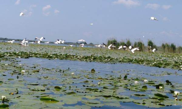 Delta Dunării, paradisul care are nevoie de reglementări şi promovare