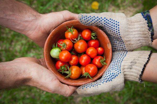  Fermierii din Transilvania au primit peste 65 de milioane de euro pentru a asigura alimente de bază pentru hoteluri
